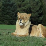 IMG_0549 (Blair Drummond Safari Park!)